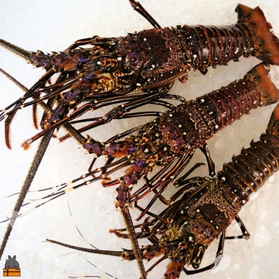 新鮮なまますぐ冷凍!!徳之島産冷凍伊勢海老1kg(2尾～4尾)