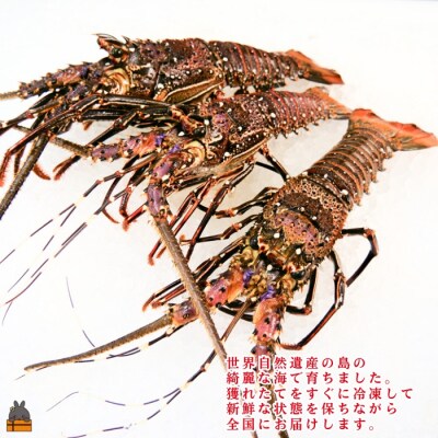 新鮮なまますぐ冷凍!!徳之島産冷凍伊勢海老1kg(2尾～4尾)
