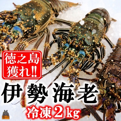 新鮮なまますぐ冷凍!!徳之島産冷凍伊勢海老2kg(3尾~5尾)
