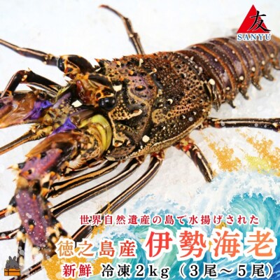 新鮮なまますぐ冷凍!!徳之島産冷凍伊勢海老2kg(3尾～5尾)