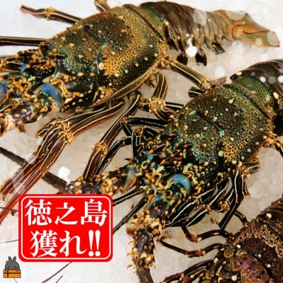 新鮮なまますぐ冷凍!!徳之島産冷凍伊勢海老2kg(3尾~5尾)