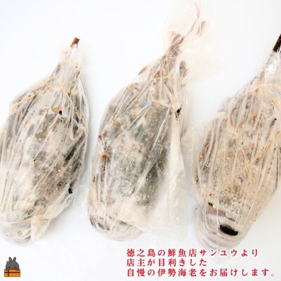 新鮮なまますぐ冷凍!!徳之島産冷凍伊勢海老2kg(3尾～5尾)