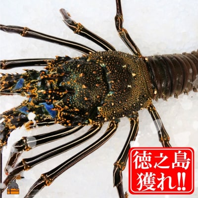 新鮮なまますぐ冷凍!!徳之島産冷凍“特大”伊勢海老1尾(1.5kg以上)