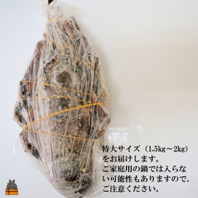 新鮮なまますぐ冷凍!!徳之島産冷凍“特大”伊勢海老1尾(1.5kg以上)