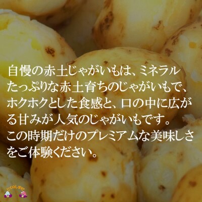 ≪今が旬!≫福祉作業所の仕事にもつながる!徳之島の“新”じゃがいも(5kg)