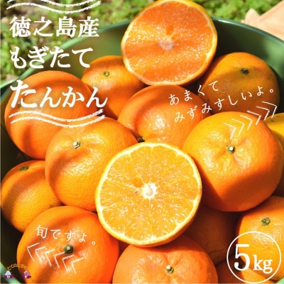 《今が旬!》島の農家さん直送便!徳之島産もぎたてたんかん(5キロ)