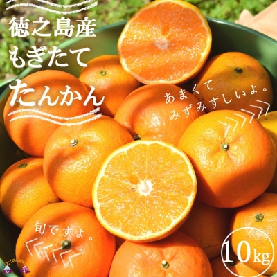 《まもなく旬!》 島の農家さん直送便!徳之島産もぎたてたんかん(10キロ)