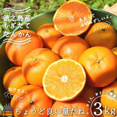 《今が旬!》島の農家さん直送便!徳之島産もぎたてたんかん(3キロ)