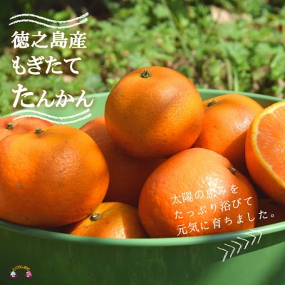 《まもなく旬!》島の農家さん直送便!徳之島産もぎたてたんかん(3キロ)