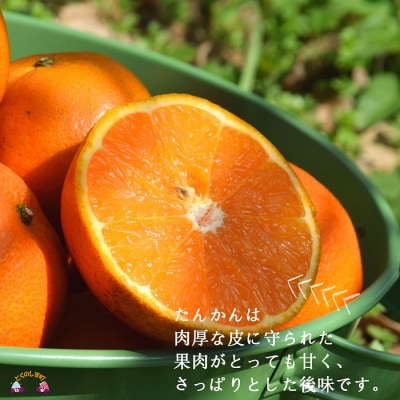 《今が旬!》島の農家さん直送便!徳之島産もぎたてたんかん(3キロ)