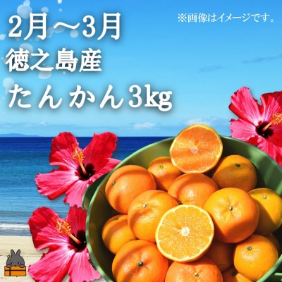 《限定受付》フルーツアイランド徳之島 季節のフルーツ定期便