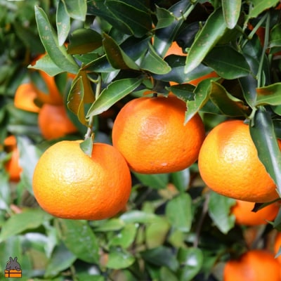 《今が旬!》たんかんを心から愛している。ぜんた農園のたんかん(3kg)