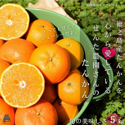 《今が旬!》たんかんを心から愛している。ぜんた農園のたんかん(5kg)
