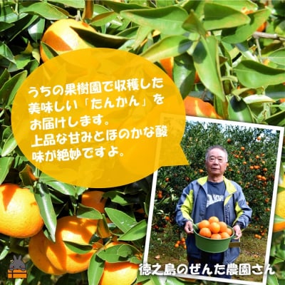 《今が旬!》たんかんを心から愛している。ぜんた農園のたんかん(5kg)