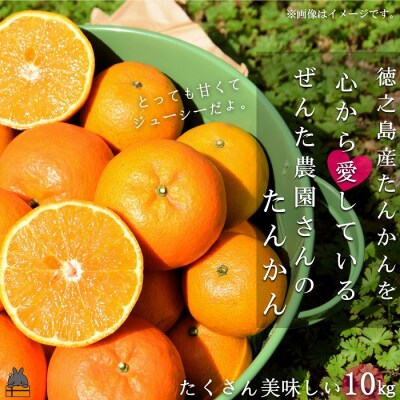 《今が旬!》たんかんを心から愛している。ぜんた農園のたんかん(10kg)