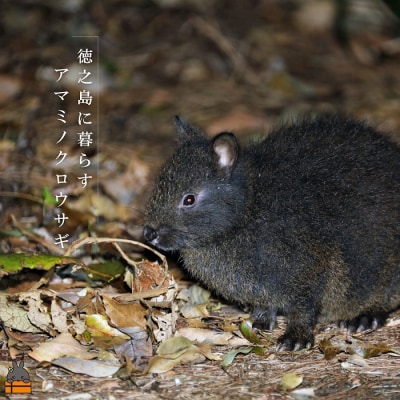 《ふるさと納税限定》美ら海の塩使用。アマミラビットジェラート(Salt:塩)(16個)