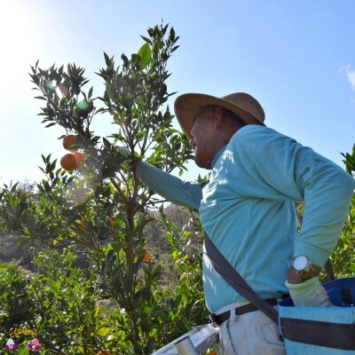 ≪今が旬!≫世界中が笑顔になるね!佐原農園さんのたんかん(3kg)