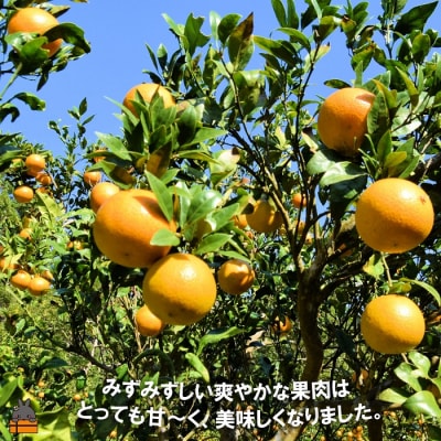 ≪先行受付≫幸元(さちもと)果樹園さんのこだわりのたんかん(5kg