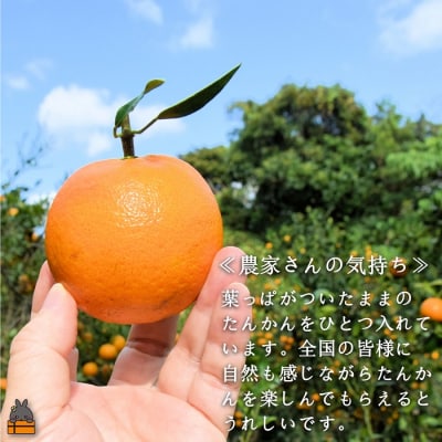 ≪今が旬!≫ねぇ美味しいよ。徳之島 ふくだ果樹園さんのたんかん(5kg)