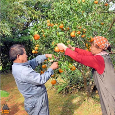 ≪今が旬!≫ねぇ美味しいよ。徳之島 ふくだ果樹園さんのたんかん(5kg)
