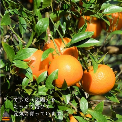 ≪今が旬!≫ねぇ美味しいよ。徳之島 ふくだ果樹園さんのたんかん(10kg)