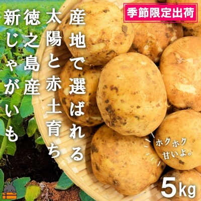 《今が旬!》～これからは産地で選びたくなる～徳之島産新じゃがいも(5kg) | ふるさと納税のお礼品