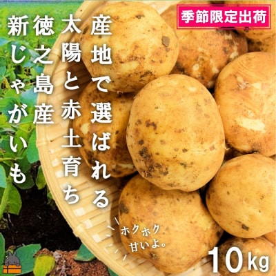 《今が旬!》～これからは産地で選びたくなる～徳之島産新じゃがいも(10kg) 
