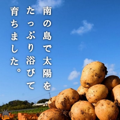 《今が旬!》～これからは産地で選びたくなる～徳之島産新じゃがいも(10kg) 
