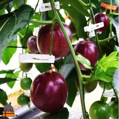 【先行予約】満田農園さんのパッションフルーツ(約1.2kg)