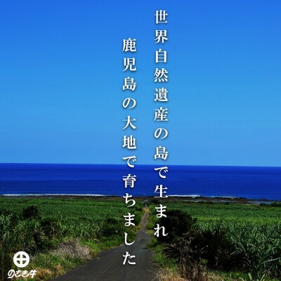 《11月末配送お約束》徳之島が世界に誇る“のざき牛”ロースすき焼きギフト