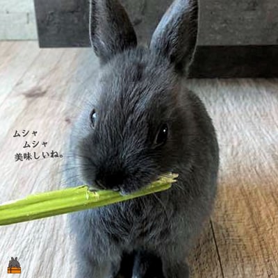 ～徳之島産乾燥青パパイヤの茎～うさぎのおやつ(2袋)