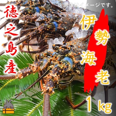 【地魚専門店 鮮魚 魚一さん直送】～徳之島獲れ!伊勢海老～(約1kg)