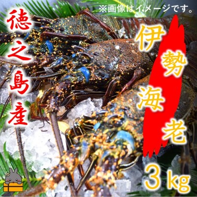 【地魚専門店 鮮魚 魚一さん直送】~徳之島獲れ!伊勢海老~(約3kg)