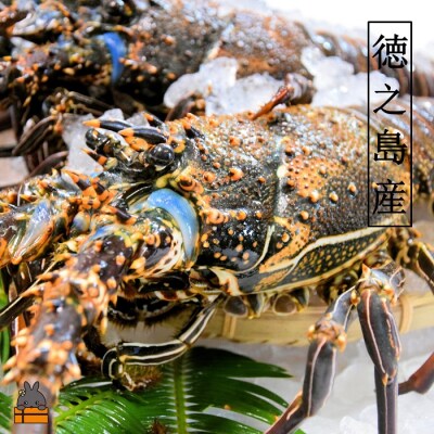 【地魚専門店 鮮魚 魚一さん直送】~徳之島獲れ!伊勢海老~(約3kg)