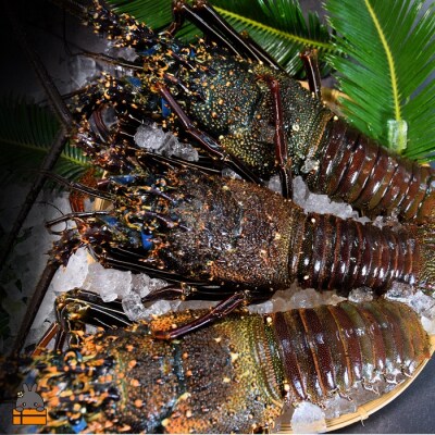 【地魚専門店 鮮魚 魚一さん直送】~徳之島獲れ!伊勢海老~(約3kg)