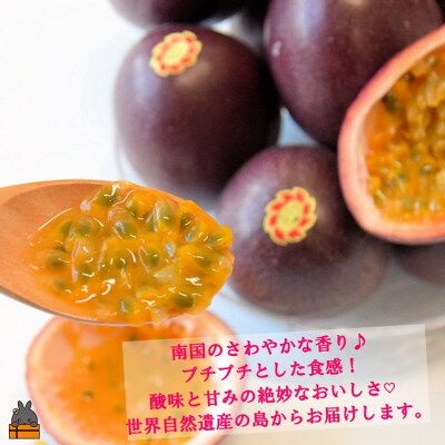 【今が旬!】世界自然遺産の島からお届け!内山果樹園さんのパッションフルーツ(2kg)