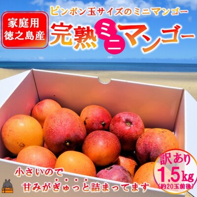 完熟マンゴー　ミニマンゴーセット　家庭用　箱込み1500g以上 完熟ミニミニマンゴー 熊本産 | G-Callショッピング