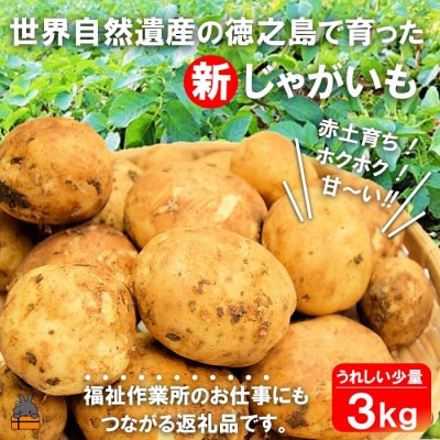 《今が旬!》福祉作業所の仕事にもつながる!徳之島の“新”じゃがいも(3kg)