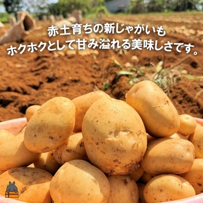 《今が旬!》福祉作業所の仕事にもつながる!徳之島の“新”じゃがいも(3kg)