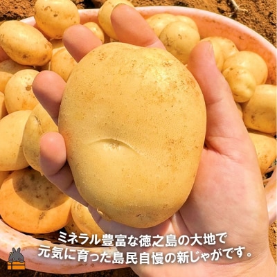《今が旬!》福祉作業所の仕事にもつながる!徳之島の“新”じゃがいも(3kg)
