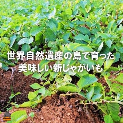 《今が旬!》福祉作業所の仕事にもつながる!徳之島の“新”じゃがいも(3kg)