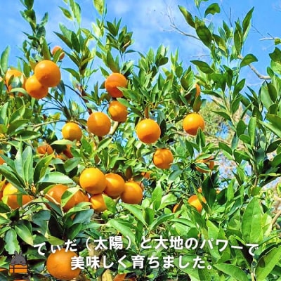 《まもなく旬!》～世界自然遺産の島から～朝川果樹園さんのたんかん(5kg)