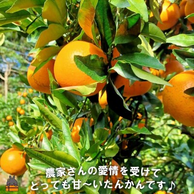 《先行受付》～世界自然遺産の島から～朝川果樹園さんのたんかん(5kg)