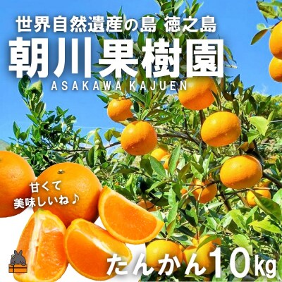 《まもなく旬!》～世界自然遺産の島から～朝川果樹園さんのたんかん(10kg)