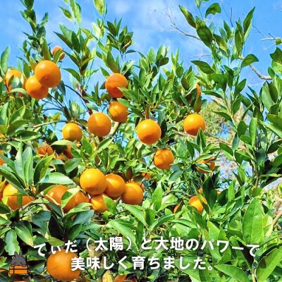 《先行受付》～世界自然遺産の島から～朝川果樹園さんのたんかん(10kg)