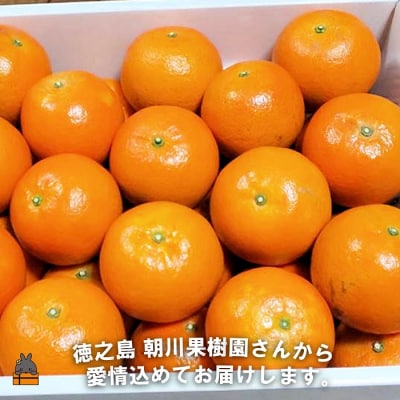 《今が旬!》～世界自然遺産の島から～朝川果樹園さんのたんかん(10kg)