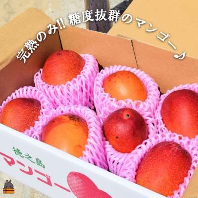  ≪先行予約≫訳あり!【家庭用】徳之島産完熟マンゴー2kg(4～8玉)