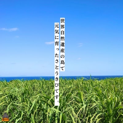 ～きゅらしま(美しい島)からお届け～きゅらしま黒砂糖粉(3袋) 