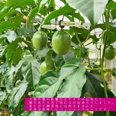 ≪今が旬!≫ 　徳之島 たいぼ農園さんのご家庭用パッションフルーツ(3㎏)