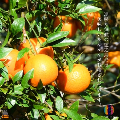 ～柑橘の爽やかな甘み凝縮!～徳之島産ドライフルーツたんかん(5袋)